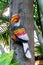 Colorful Outdoor Hornbill Bird Statue