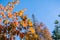 Colorful Pacific mountain dogwood branches on a blue sky background, Calaveras big trees state park, California