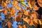 Colorful Pacific mountain dogwood branches on a blue sky background, Calaveras big trees state park, California