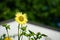 Colorful Pacino Gold helianthus annuus sunflower in full bloom