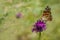 Colorful painted lady butterfly on knapweed
