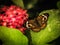 Colorful painterly butterfly landing on green leaf in a garden buttefly house.