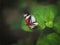 Colorful painterly butterfly landing on green leaf in a garden buttefly house.