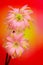 Colorful pair of gerber daisy flowers with curly petals against gradient background