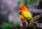 Colorful Pair Lovebirds parrots on branch