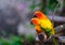 Colorful Pair Lovebirds parrots on branch