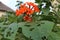 A colorful pair of mating elegant grasshoppers on the plant with one mind