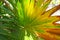 Colorful palm tree leaf