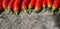 Colorful Panoramic Photo of Red Serrano Peppers