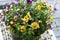 Colorful Pansies in a Black Metal Bucket on a white table