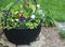 Colorful Pansies in a Bucket