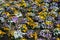 Colorful pansies growing in cushions in a flowerbed