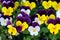 Colorful pansy