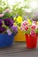 Colorful pansy flower plants sun