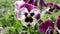 Colorful pansy flower. Viola tricolor.