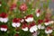 colorful pansy flowers