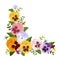 Colorful pansy flowers corner. Vector illustration.