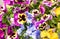 Colorful Pansy Flowers, floral background