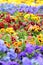 Colorful Pansy Flowers on Flower Bed