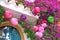 Colorful paper lanterns and Bougainvillea