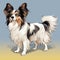 Colorful Papillon Dog Drawing With Distinct Markings