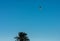 colorful paraglider flies over the palm trees of the sea coast with blue sky