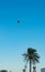 colorful paraglider flies over the palm trees of the sea coast with blue sky