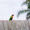 Colorful parakeet bird and pale bright sky