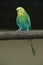 colorful parakeet on a perch
