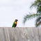 Colorful parakeet standing on top of wooden fence