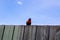 Colorful parakeet standing on wooden fence