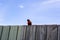 Colorful parakeet standing on wooden fence