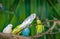 Colorful parakeets perched atop a lush green tree branch