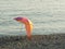 Colorful parasol beach umbrella isolated on a pebble beach at sunset