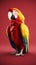 A colorful parrot against a red background