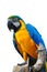 Colorful parrot bird macaw isolated