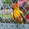 Colorful parrot bird sitting in birdcage