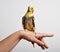 Colorful parrot bird sitting on a hand