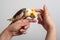 Colorful parrot bird sitting on a hand