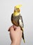 Colorful parrot bird sitting on a hand