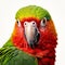 Colorful Parrot Close-up: Minimal Retouching, Precisionist Style