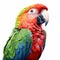 Colorful Parrot Close-up: Realistic Digital Airbrushing On White Background