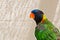 Colorful Parrot closeup
