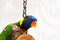 Colorful Parrot closeup profile