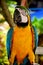 Colorful parrot closeup shot