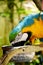 Colorful parrot closeup shot