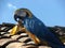 Colorful Parrot eating banana fruit