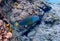 Colorful Parrot fish in the clear caribbean water