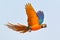Colorful parrot flying in the sky.