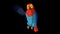 Colorful Parrot Greets. Classic Handmade Animation with Alpha Channel.